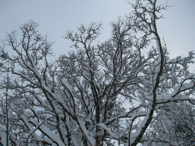 Snowy Trees