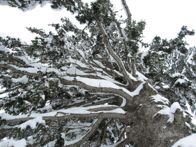 Snow tree